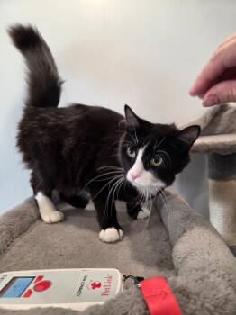 Pepper M -  Domestic Medium Hair Cat for Adoption in Lunenburg, Vermont - Pepper M | PetCurious