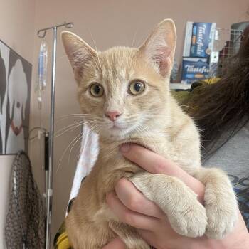 Domestic Short Hair Cats Available for Adoption in Columbus, Georgia - Mars | PetCurious