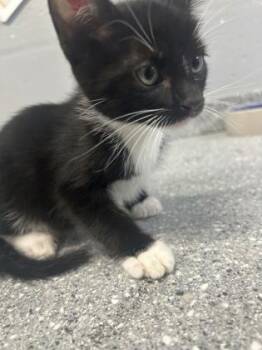 Domestic Short Hair Cats Available for Adoption in Largo, Florida - Smores - Red | PetCurious
