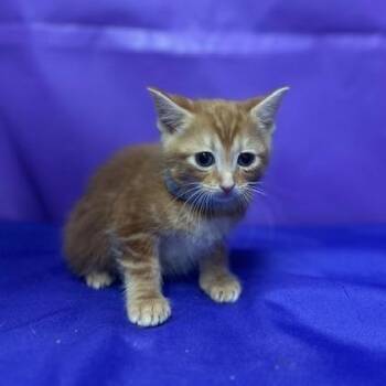 Domestic Short Hair Cats Available for Adoption - Delicious | PetCurious
