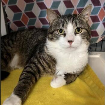 Domestic Short Hair Cats Available for Adoption in Ruckersville, Virginia - Fern | PetCurious