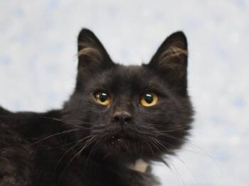 Beaker -  Domestic Medium Hair Cat for Adoption in Portland, Oregon - Beaker | PetCurious