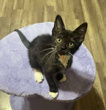 Rescue Domestic Short Hair Cats for Adoption in Baton Rouge, Louisiana - Sweet Pea | PetCurious