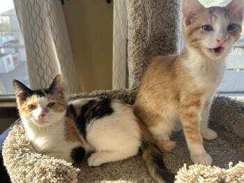 Calico Cats Available for Adoption in New Bedford, Massachusetts - Darla (must Adopt With Alfalfa) | PetCurious