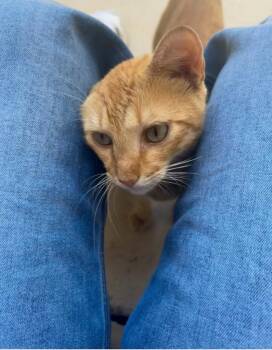 Meatball -  Tabby Cat for Adoption in San Antonio, Texas - Meatball | PetCurious