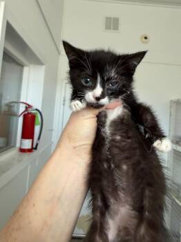 Spock -  Domestic Short Hair Cat for Adoption in Brookings, Oregon - Spock | PetCurious