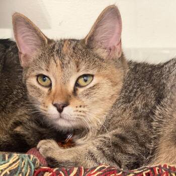 Tikka -  Domestic Short Hair Cat for Adoption in Port Washington, New York - Tikka | PetCurious