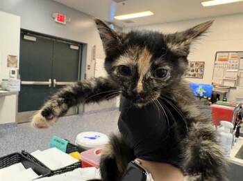 A1927537 -  Domestic Short Hair Cat for Adoption in Thousand Palms, California - A1927537 | PetCurious