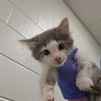 Tinker -  Domestic Short Hair Cat for Adoption in Chattanooga, Tennessee - Tinker | PetCurious