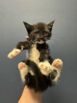 YUEWAY -  Domestic Short Hair Cat for Adoption in Doral, Florida - YUEWAY | PetCurious
