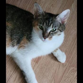 Saffi -  Domestic Short Hair Cat for Adoption in Yorktown, Indiana - Saffi | PetCurious
