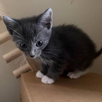 Torin (Available 6/11) -  Domestic Short Hair Cat for Adoption in Silver Spring, Maryland - Torin (Available 6/11) | PetCurious