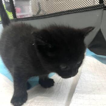 Zeus - Cleopatra Kitten 4 -  Domestic Short Hair Cat for Adoption in Westport, Connecticut - Zeus - Cleopatra Kitten 4 | PetCurious