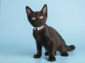 ENIA -  Domestic Short Hair Cat for Adoption in Phoenix, Arizona - ENIA | PetCurious