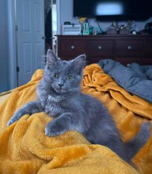 Sam -  Domestic Medium Hair Cat for Adoption in Indianapolis, Indiana - Sam | PetCurious
