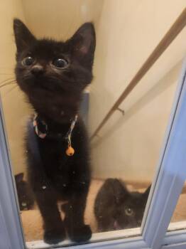Roulette -  Domestic Short Hair Cat for Adoption in Wheaton, Illinois - Roulette | PetCurious