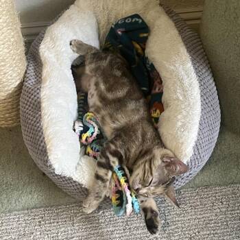 Caliente -  Domestic Short Hair Cat for Adoption in Pleasant Hill, California - Caliente | PetCurious