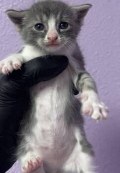 Domestic Short Hair Cats Available for Adoption - 60698792 | PetCurious