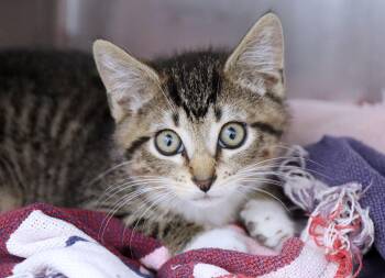 Sawyer (AO36666) -  Domestic Short Hair Cat for Adoption in Kansas City, Kansas - Sawyer (AO36666) | PetCurious