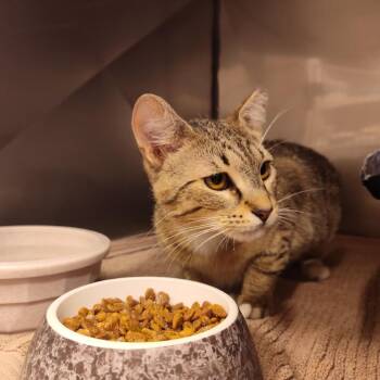 Domestic Short Hair Cats Available for Adoption in Lake Panasoffkee, Florida - Jolene | PetCurious