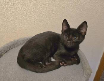 Amigo -  Domestic Short Hair Cat for Adoption in Vancouver, Washington - Amigo | PetCurious