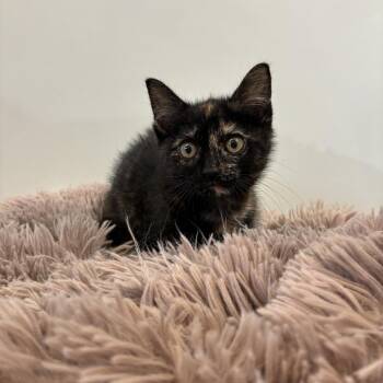 Domestic Short Hair Cats Available for Adoption in East Hampton, New York - Chai | PetCurious