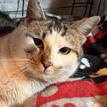 Domestic Short Hair Cats Available for Adoption - Meatloaf Coming In  | PetCurious