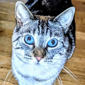 Siamese and Calico Cats Available for Adoption - Lili | PetCurious