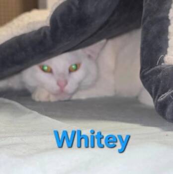 Rescue Domestic Short Hair Cats for Adoption in Buena Vista, Virginia - Whitey | PetCurious
