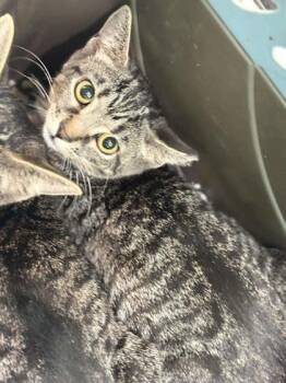 Hannah Montana -  Domestic Short Hair Cat for Adoption in Memphis, Tennessee - Hannah Montana | PetCurious