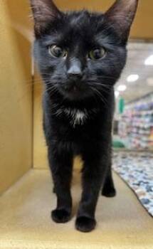 Domestic Short Hair Cats Available for Adoption - Angelicat (bonded, Loving Friend To Aaron Purr) | PetCurious