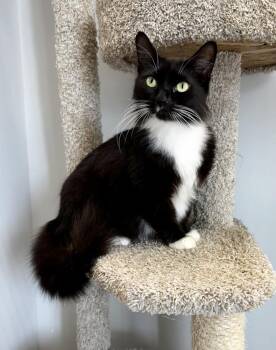 American Shorthair and Domestic Short Hair Cats Available for Adoption in West Palm Beach, Florida - Charlie (Black & White) | PetCurious