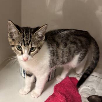 Mellow -  Domestic Short Hair Cat for Adoption in Redwood City, California - Mellow | PetCurious