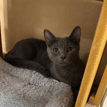 Babe -  Russian Blue and Domestic Short Hair Cat for Adoption in San Juan Capistrano, California - Babe | PetCurious