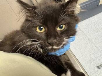 ELLEN -  Domestic Medium Hair Cat for Adoption in Kent, Washington - ELLEN | PetCurious