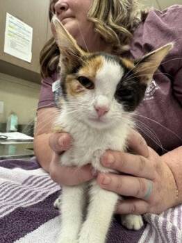 Wanda -  Domestic Long Hair and Domestic Short Hair Cat for Adoption in Fishers, Indiana - Wanda | PetCurious