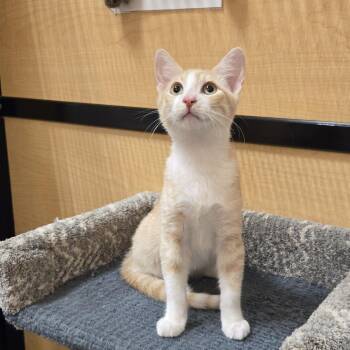 Red -  Domestic Short Hair Cat for Adoption in Irvine, California - Red | PetCurious