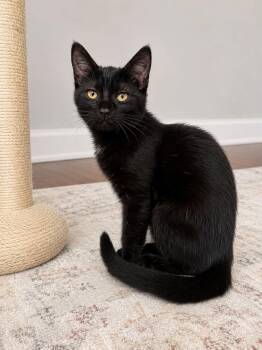 Valak -  Domestic Short Hair Cat for Adoption in Clarksville, Tennessee - Valak | PetCurious