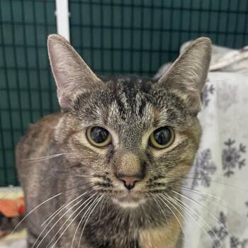 Domestic Short Hair Cats Available for Adoption - Manon | PetCurious