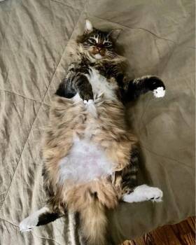 Domestic Long Hair and Maine Coon Cats Available for Adoption in Oradell, New Jersey - Carter | PetCurious