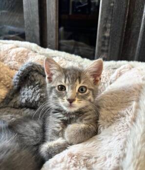 Domestic Short Hair Cats Available for Adoption in Columbia, Maryland - Cleo | PetCurious