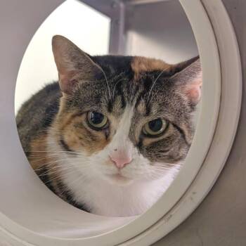 Hermione -  Domestic Short Hair Cat for Adoption in York, Pennsylvania - Hermione | PetCurious