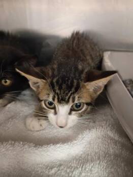 Zhen -  Domestic Short Hair Cat for Adoption in Houston, Texas - Zhen | PetCurious