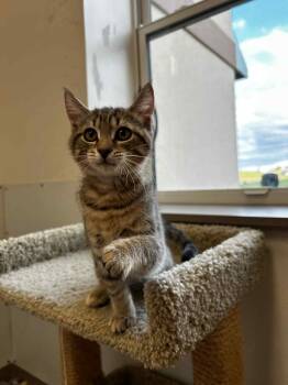 Rescue Domestic Short Hair Cats for Adoption in Chambersburg, Pennsylvania - Victoria | PetCurious