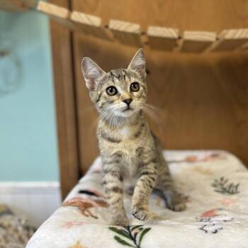 Zephyra--In Foster -  Domestic Short Hair Cat for Adoption in Fargo, North Dakota - Zephyra--In Foster | PetCurious