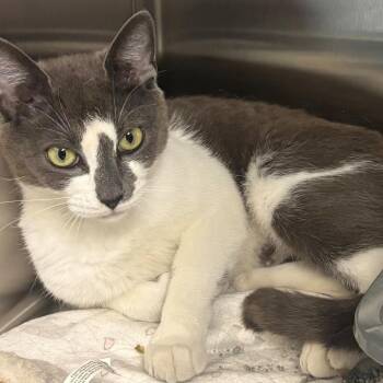 Cleocatra -  Domestic Short Hair Cat for Adoption in East Hanover, New Jersey - Cleocatra | PetCurious