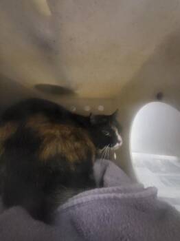 Domestic Medium Hair Cats Available for Adoption - LILLY | PetCurious