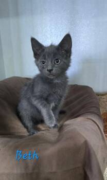 Beth -  Russian Blue Cat for Adoption in Kell, Illinois - Beth | PetCurious