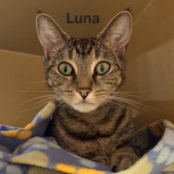 Luna -  Domestic Short Hair Cat for Adoption in Mayfield, New York - Luna | PetCurious