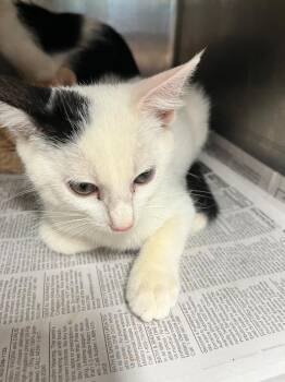 Merlin -  Domestic Short Hair Cat for Adoption in Hopkinsville, Kentucky - Merlin | PetCurious